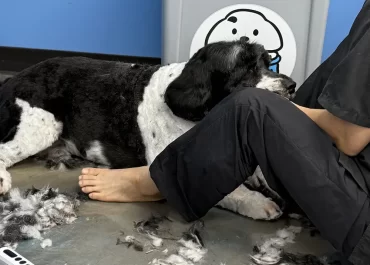How Often Should You Really Have Your Dog Groomed?